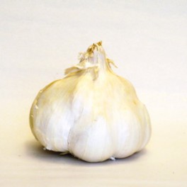 BIO česnek 1 ks - z dovozu BIO česnek 1 ks - z dovozu