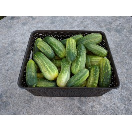 Okurky přerostky 500g (Kříž, Tvarožná) Okurky přerostky 500g (Kříž, Tvarožná)