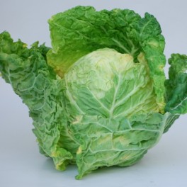 Kapusta hlávková (Tvarožná) Kapusta hlávková (Tvarožná)