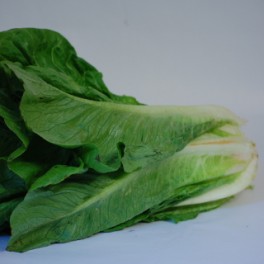 salát římský IPZ (Farma Ráječek) salát římský IPZ (Farma Ráječek)
