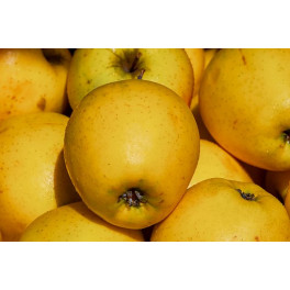 Jablka žlutá Golden 500g (Sady Starý Lískovec)