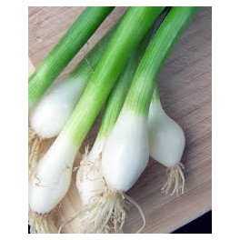 Bio cibulka s nat&iacute; svazek (Socialni podnik Jasan)
