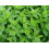 BIO Máta peprná sv. (Damnice) 