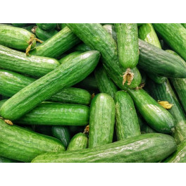 Okurka salátová 1 ks (Tvarožná) Okurka salátová 1 ks (Tvarožná)