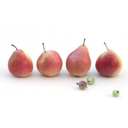 Hrušky červené 1kg (Velké Bílovice) Hrušky červené 1kg (Velké Bílovice)
