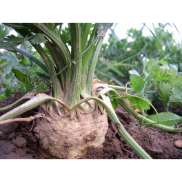 BIO celer bulva (Damnice) BIO celer bulva (Damnice)