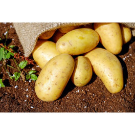 Brambory 1 kg NOV&Eacute; (Tvarožn&aacute;)