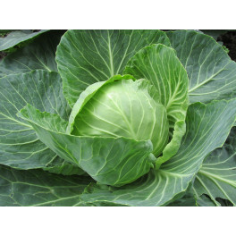 BIO zelí bílé rané 1 hlávka (Sociální podnik Jasan) BIO zelí bílé rané 1 hlávka (Sociální podnik Jasan)