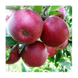 Jablka Red Jonaprince 500g (Ovocnářství Velké Bílovice)