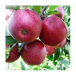 Jablka Red Jonaprince 500g (Sady Starý Lískovec)