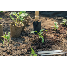 Sazenice Paprika Amy 3 ks