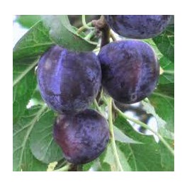 BIO švestky 500g (Damnice) BIO švestky 500g (Damnice)