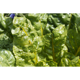 BIO mangold 300g (Damnice) BIO mangold 300g (Damnice)