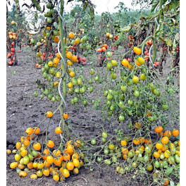 Sazenice rajče žluté cherry tyčkové Ildi 3 ks Sazenice rajče žluté cherry tyčkové Ildi 3 ks