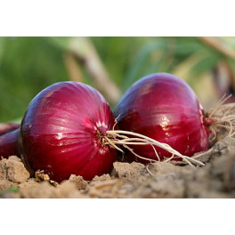 Cibule červená 500g (Tvarožná) Cibule červená 500g (Tvarožná)
