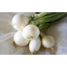Bio cibule s natí svazek (Socialni podnik Jasan) Bio cibule s natí svazek (Socialni podnik Jasan)