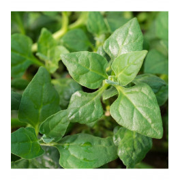 BIO čtyřboč 300g (Damnice) AKCE 2+1