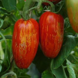 BIO Rajčata Roma Striee 500g (Sociální podnik Jasan) BIO Rajčata Roma Striee 500g (Sociální podnik Jasan)