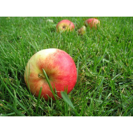 Jablka Gala 500g (Velké Bílovice) Jablka Gala 500g (Velké Bílovice)