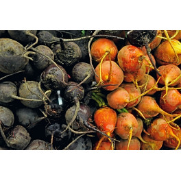 BIO řepa růžová 500g (Sociální podnik Jasan) BIO řepa růžová 500g (Sociální podnik Jasan)