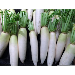 Ředkev bílá dlouhá Daikon 1 ks (Ekofarma Pospíšil)
