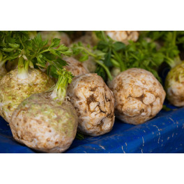 BIO Celer bulva (Damnice)
