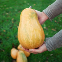 BIO d&yacute;ně mu&scaron;k&aacute;tov&aacute; (Damnice) 