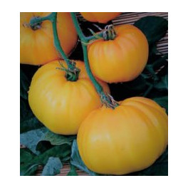 BIO Rajčata masit&aacute; žlut&aacute; 500g (Biozelenina Damnice)
