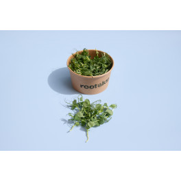 Microgreens hr&aacute;&scaron;ek 25g (Rootsky)