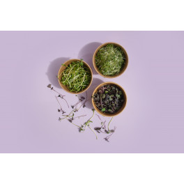 Microgreens ředkev Red sango 25g (Rootsky)
