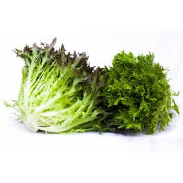 Salát crispy zelený IPZ (Farma Ráječek) Salát crispy zelený IPZ (Farma Ráječek)