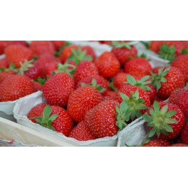 JAHODY farmářské 500g (Kříž, Tvarožná) JAHODY farmářské 500g (Kříž, Tvarožná)